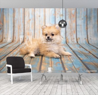 Bild på Pomeranian on blue wooden background